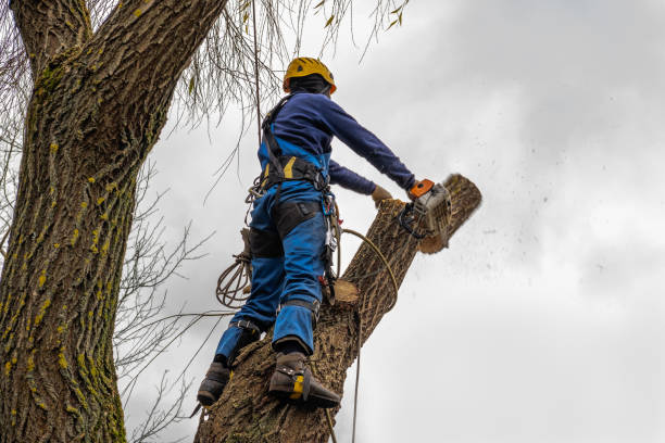 How Our Tree Care Process Works  in Foley, AL